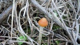 Psilocybe azurescens image