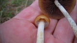 Psilocybe azurescens image