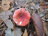 Russula silvestris image