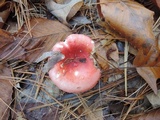 Russula silvestris image