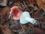 Russula silvestris image