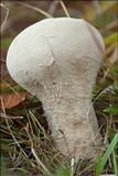 Lycoperdon excipuliforme image