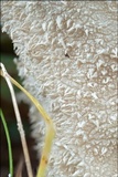 Lycoperdon excipuliforme image