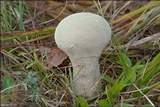 Lycoperdon excipuliforme image