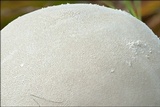 Lycoperdon excipuliforme image