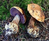 Cortinarius largentii image