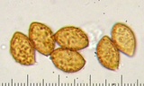Cortinarius largentii image