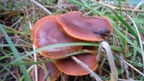 Cortinarius semisanguineus image