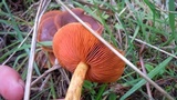 Cortinarius semisanguineus image