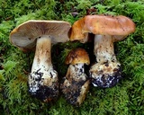 Cortinarius callimorphus image