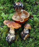 Cortinarius callimorphus image