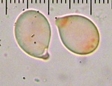 Clavariadelphus truncatus image