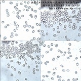 Pluteus cyanopus image