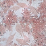 Pluteus cyanopus image