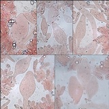 Pluteus cyanopus image
