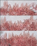 Pluteus cyanopus image