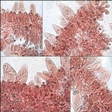 Pluteus cyanopus image