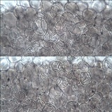 Pluteus cyanopus image