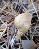 Inocybe rimosa image
