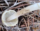 Inocybe rimosa image