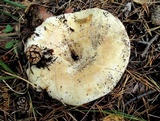 Russula delica image