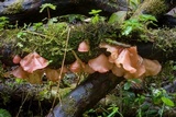 Auricularia fuscosuccinea image