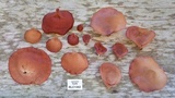 Auricularia fuscosuccinea image