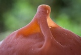 Auricularia fuscosuccinea image