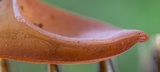 Auricularia fuscosuccinea image