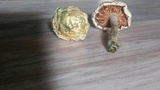 Stropharia caerulea image