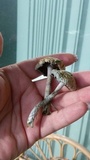 Stropharia caerulea image