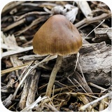 Psilocybe semilanceata image