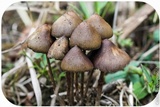 Psilocybe semilanceata image