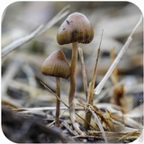 Psilocybe semilanceata image