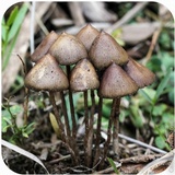 Psilocybe semilanceata image