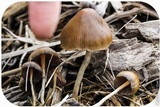 Psilocybe semilanceata image