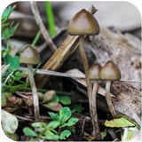 Psilocybe semilanceata image