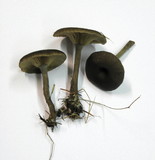 Pseudoclitocybe cyathiformis image