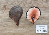 Xylaria tuberoides image