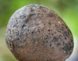 Xylaria tuberoides image