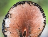 Xylaria tuberoides image