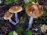 Cortinarius seidliae image