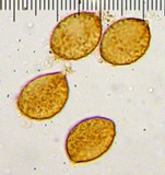 Cortinarius seidliae image