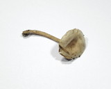 Ripartites metrodii image