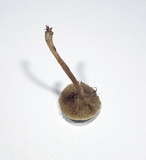 Ripartites metrodii image
