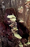 Trametes ochracea image