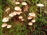 Micromphale arbuticola image