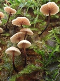 Micromphale arbuticola image