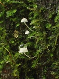 Mycena subcucullata image