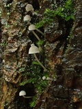 Mycena subcucullata image